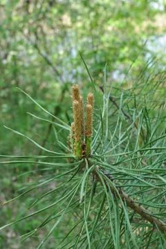 Young sprouts of a pine close-up. Scots pine (Latin Pnus sylvstris) Stock Photos