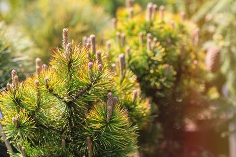 Young sprouts on pine tree in garden nursery shop Foto stock