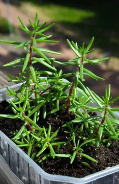 Young sprouts of Purslane on the balcony, stems of a plant with leaves simi.. Foto stock