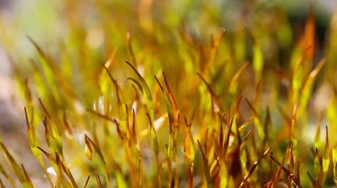 Young sprouts  in the rain Stock Footage 22107220