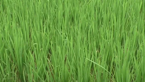 Young sprouts at the rice field Stock Footage 85360984