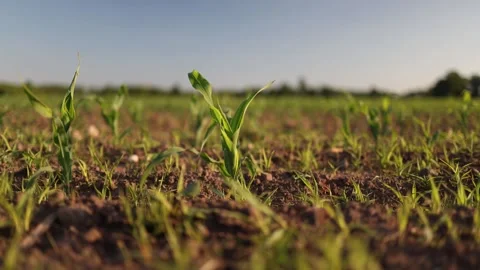 Young sprouts in spring field 库存影片 337941634