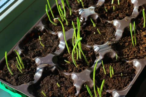 Young sprouts of spring seedlings with dew drops Stock Photos