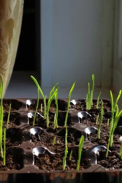 Young sprouts of spring seedlings with dew drops Stock Photos