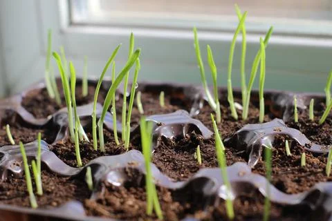 Young sprouts of spring seedlings with dew drops Stock Photos