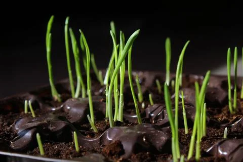 Young sprouts of spring seedlings with dew drops Stock Photos