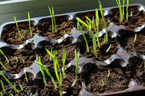 Young sprouts of spring seedlings with dew drops Stock Photos