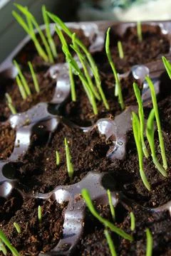 Young sprouts of spring seedlings with dew drops Stock Photos