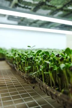 Young sprouts of sunflower close-up. Micro green cultivation, small business Stock Photos