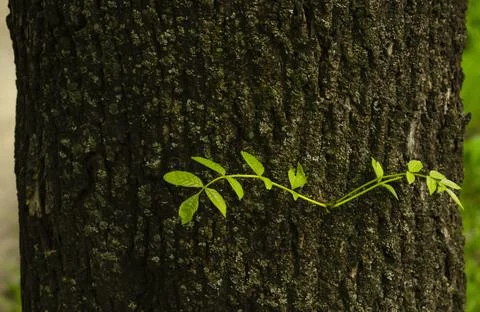 Young sprouts on a tree trunk close-up. New pear tree branches. New fragile s Stock Photos