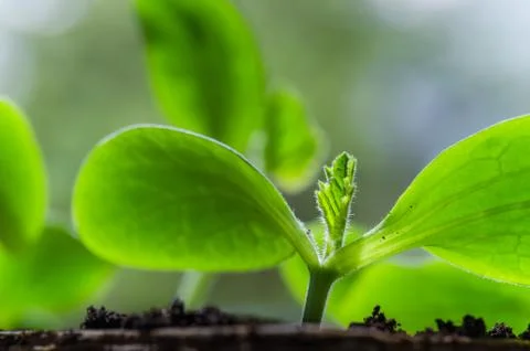 Young sprouts vegetable marrow in the spring time, close-up Stock Photos