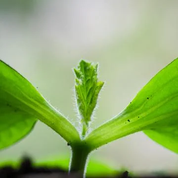 Young sprouts vegetable marrow in the spring time, close-up Stock Photos