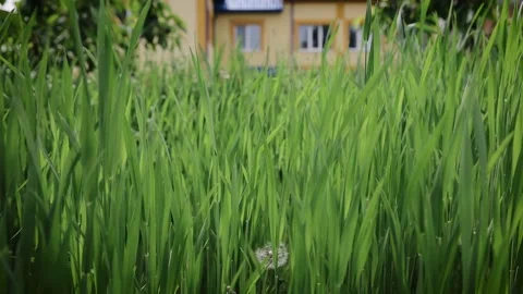 Young sprouts of wheat, closeup view. Young green wheat seedlings growing in Stock Footage 155056232
