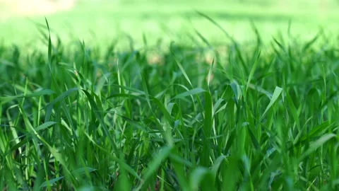 Young sprouts of wheat, closeup view. green wheat field Stock Footage 226600292