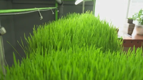 Young sprouts of wheat in the laboratory. Close up. Stock Footage 124749914