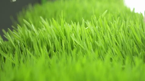 Young sprouts of wheat in the laboratory. Close up. Stock-Footage 125311737
