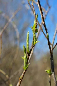 Young sprouts of a willow in the spring Stock Photos