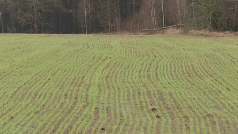 Young sprouts of winter wheat of grain crops Stock Footage 220592880