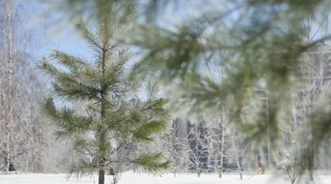 Young Spruce and Birch trees in Frost Stock Footage 68771263