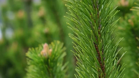 Young spruce and pine regrowth grew on plot. Afforestation. 4k footage Small Stock Footage 211254541