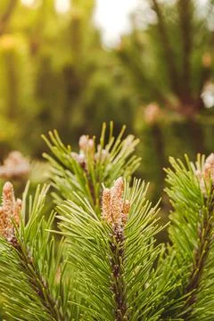 Young spruce and pine regrowth grew on plot. Afforestation. Small young Stock Photos