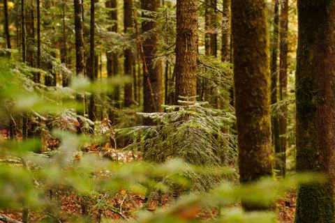 A young spruce between the trunks of tall spruces in a coniferous forest. Stock Photos