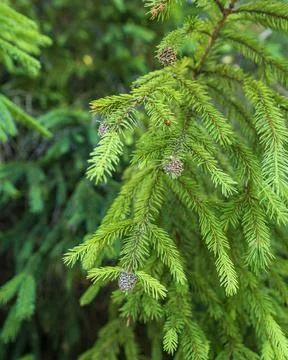 Young Spruce Branch with Developing Cones in Lush Evergreen Forest Stock Photos