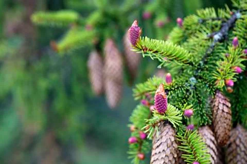 Young spruce branches with cones on the background of old cones Stock Photos