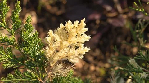 Young spruce branches. Stock Photos