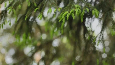 Young spruce branches sway in the wind. a lot of white space. Stock Footage 155274905