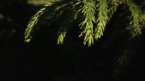 Young spruce branches sway in the wind. a lot of white space. Stock Footage 166135852