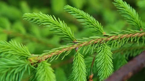 Young spruce branches. Young pine branches. Spring young pine branches. Tree Stock Footage 200824649