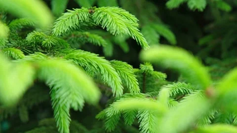 Young spruce branches. Young pine branches. Spring young pine branches. Tree Stock Footage 200824774