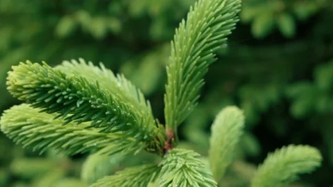 Young spruce branches. Young pine branches. Spring young pine branches. Tree Stock Footage 212434189