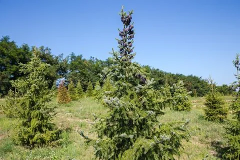 Young spruce with cones in sparse forest in sunny day Stockfoto's