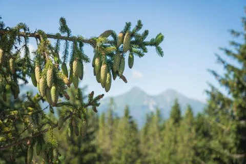 Young spruce cones on tree branches in forest against blue sky and mountain p Stock Photos