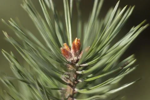 Young spruce in the forest 库存照片
