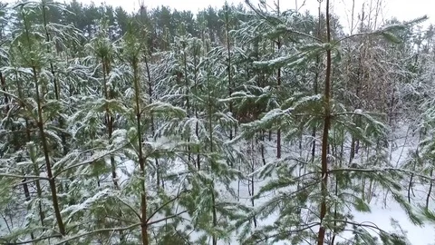 Young spruce forest in winter. Aerial view Stock Footage 78243602