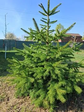 Young spruce growing in a garden plot Stock Photos