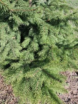 Young spruce growing in a garden plot Stock Photos