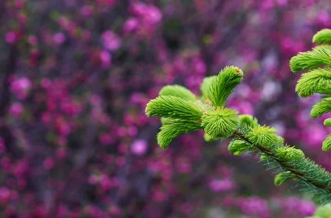 Young spruce needles in the spring on a blurred background of sakura flowers. Stock Photos