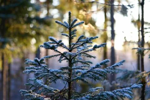 Young spruce. Stock Photos