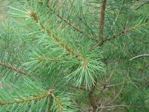 Young spruce Stock-Fotos