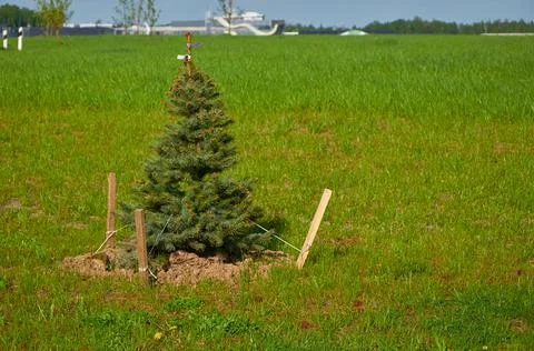 A young spruce sapling with stakes for garter plants Stock Photos