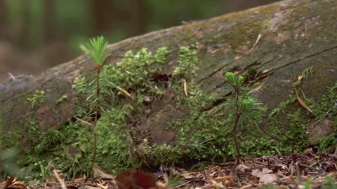 Young spruce seedling growing on forest floor in front of deadwood close up Stock Footage 326037053