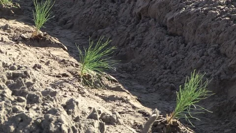 Young spruce seedlings. Video stock 164506945