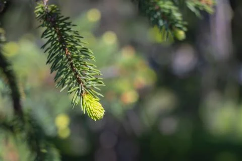 Young spruce shoot growing on evergreen branch with soft bokeh background i.. Stockfoto's