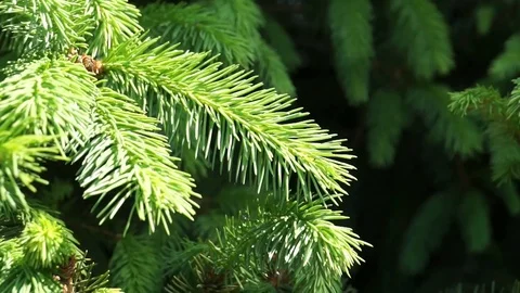 Young spruce shoots. Video stock 101725947
