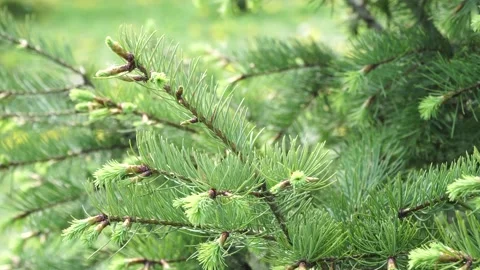 Young spruce with shoots on the garden plot in the spring Vídeos de archivo 131642187