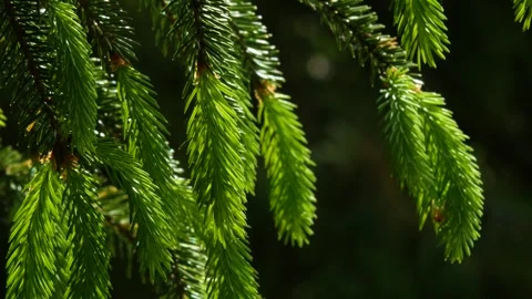 Young spruce shoots on a sunny spring day Stock Footage 278750853